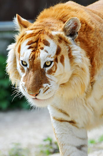 Liger Background HD wallpaper | Pxfuel