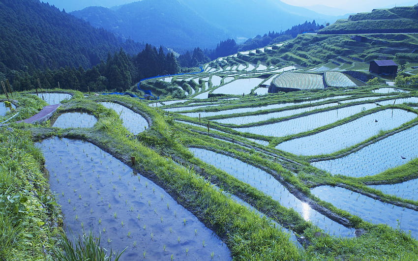 Rice paddy, Mie prefecture, Japan HD wallpaper