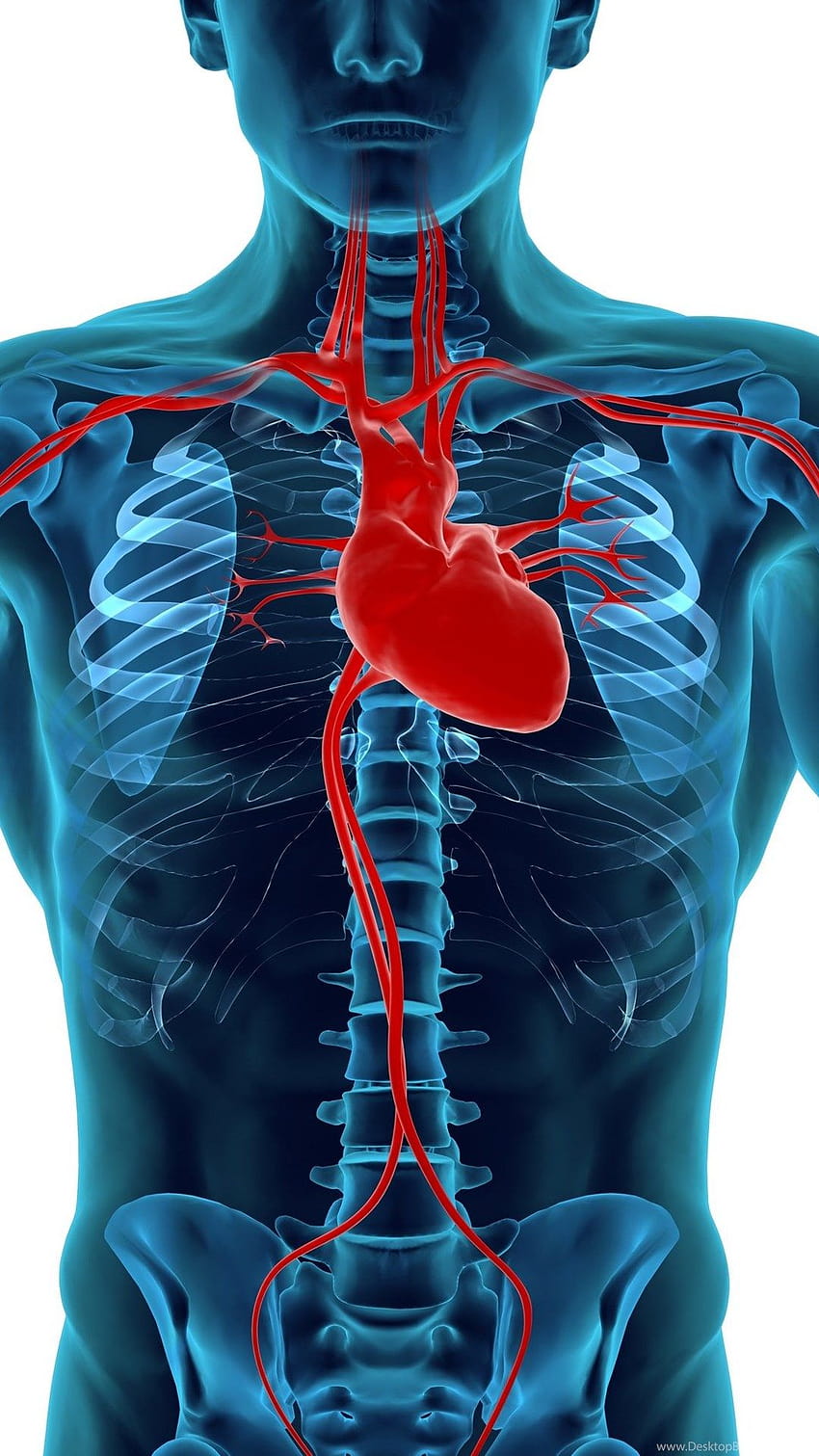 Description Human Heart And Circulatory System Backgrounds HD phone wallpaper
