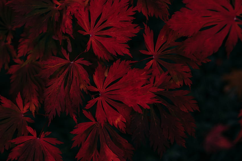 Leaves, Red, Black, Dark, Plant, dark leaf HD wallpaper