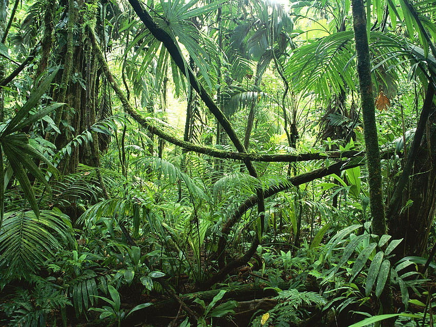 I look out my window and see.... Writing Prompt, forest habitat HD wallpaper