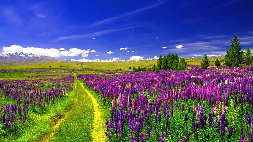 Lupine Field, Flores europeas, Pathway, Purple Lupines, verano europeo fondo de pantalla