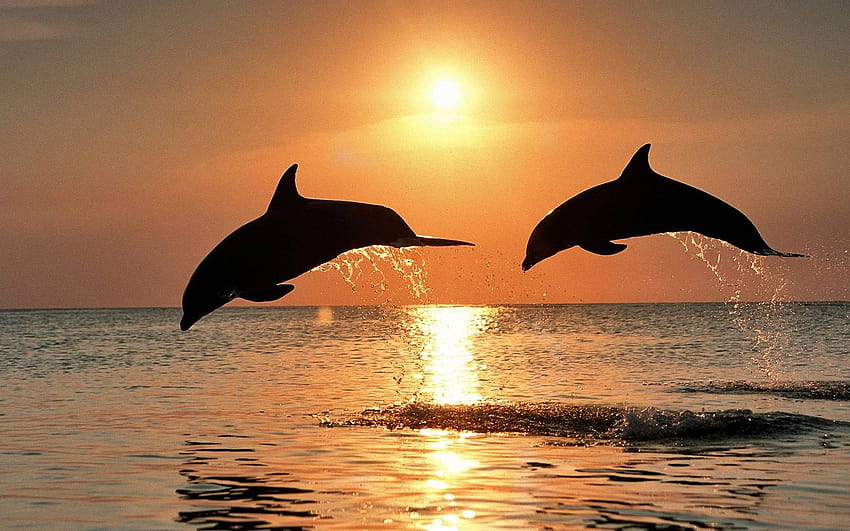 171 Dolphin, dolphin backgrounds HD wallpaper