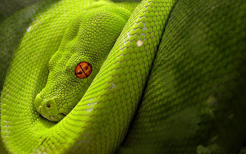 Mesmerizing Animals Snake Green 2560x1600PX ~ Snake HD wallpaper