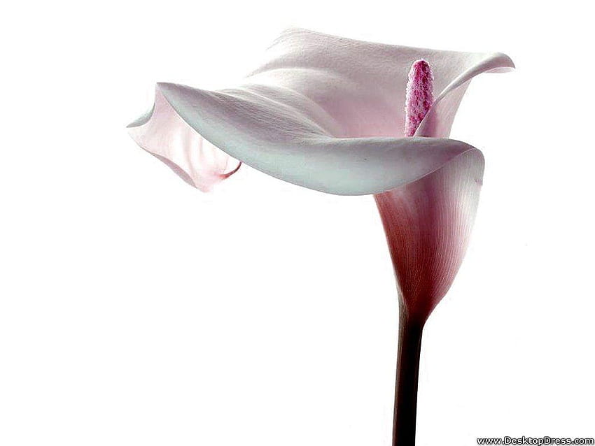 »Latar Belakang Bunga» Calla Lily Putih, callas putih Wallpaper HD