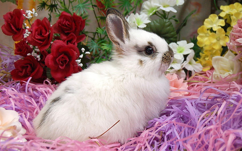 Easter Bunnies, aesthetic easter bunny HD wallpaper