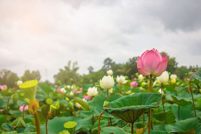 Rosa und weiße Lotusblumen, Lotusfeld HD-Hintergrundbild