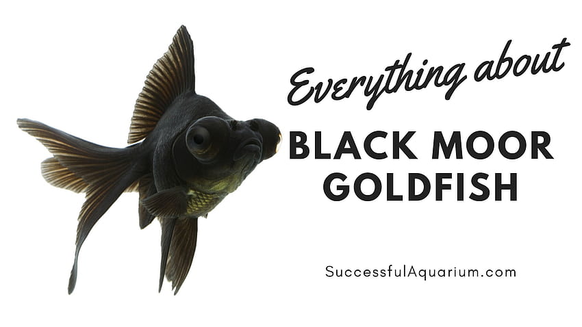 黒ムーア金魚: 水槽の仲間、サイズ、ケアと病気、ムーア魚 高画質の壁紙