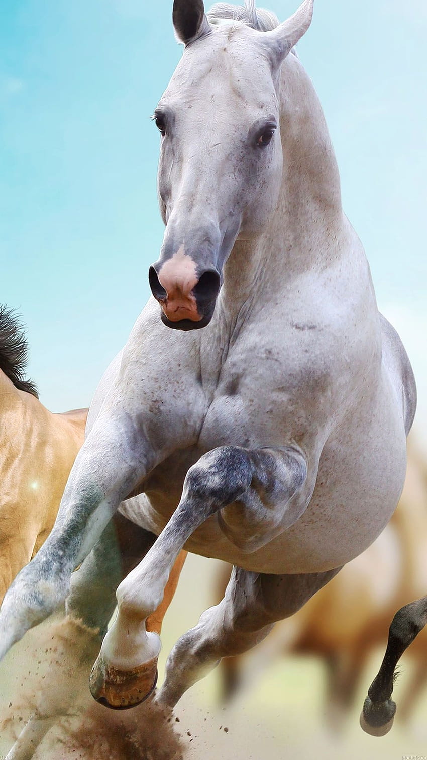 Horses Run Animal Android, vollwertiges Tier-Android-Handy HD-Handy-Hintergrundbild