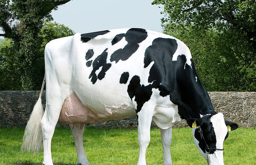 Холщайн фризийско говедо Крава HD тапет