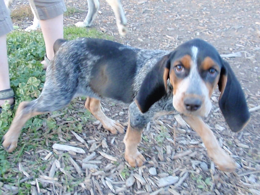 Extreme Dog Breeds: Bluetick Coonhound HD wallpaper