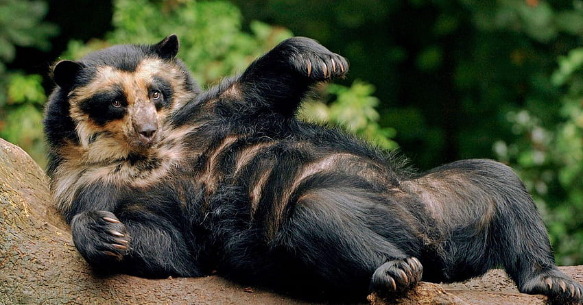 Очковый медведь из Южной Америки, panda booty HD wallpaper