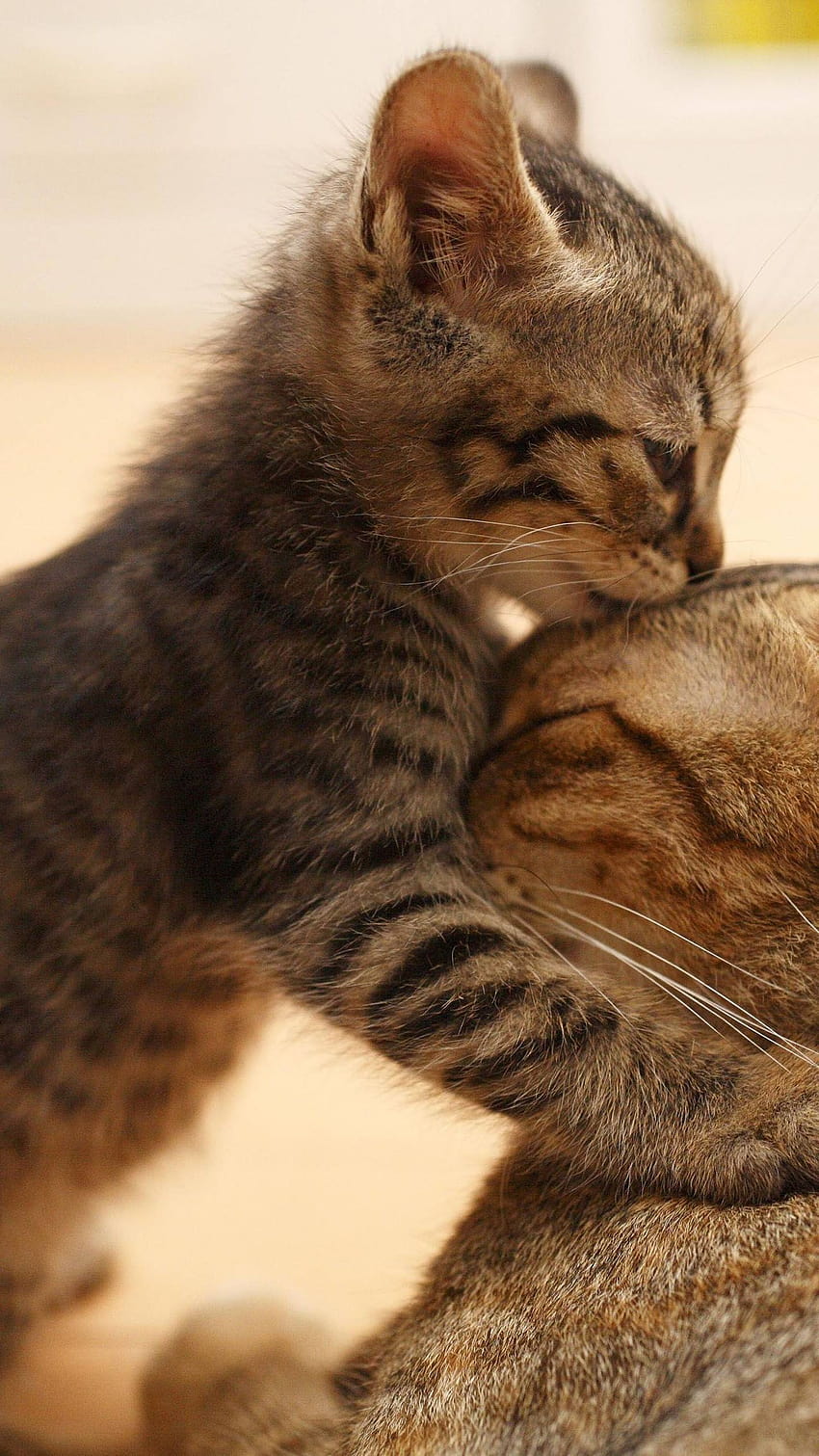 Cute Cat Love คู่รักแมว วอลล์เปเปอร์โทรศัพท์ HD