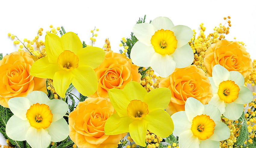 Roses Yellow Flowers Narcissus, white and yellow flowers HD wallpaper