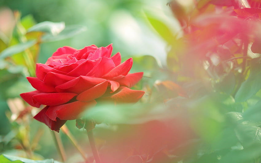 Per Red Rose Flower Flowers PC, fiori rosa Sfondo HD