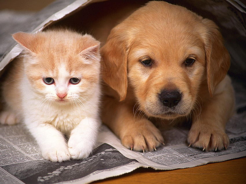 Top 18 Katzen- und Hundeartikel, Katze und Hunde HD-Hintergrundbild