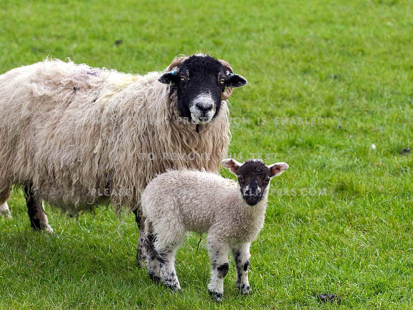 sheep lamb cute animal, animal sheep HD wallpaper