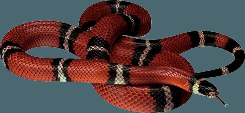 Snake PNG , png ヘビ, gucci ヘビ 高画質の壁紙