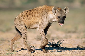 hyena animal wallpaper