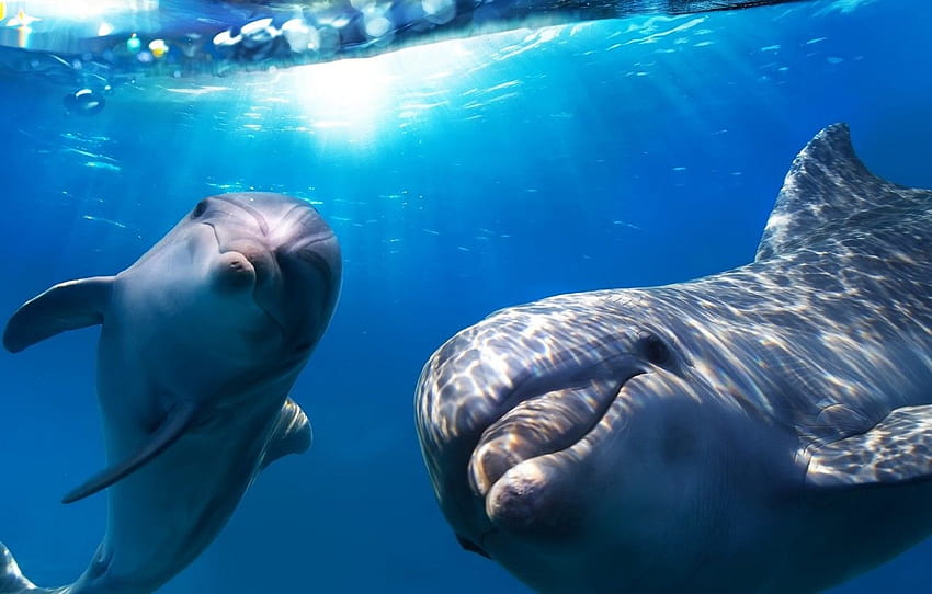 szczęśliwy, inteligentny, płetwa, delfiny , sekcja животные, szczęśliwy dzień delfina Tapeta HD