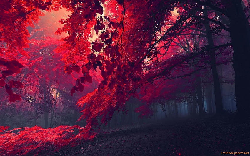 Red Forest, anime red tree HD wallpaper