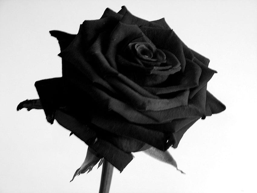 [4 Black Rose, black dp HD wallpaper | Pxfuel