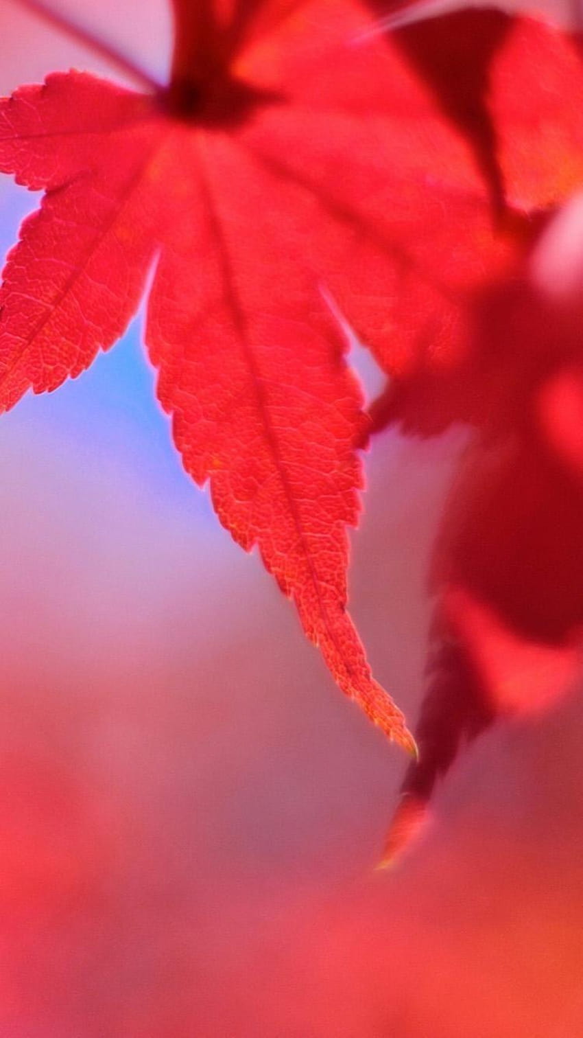 Rotes Ahornblatt iPhone 6 HD-Handy-Hintergrundbild