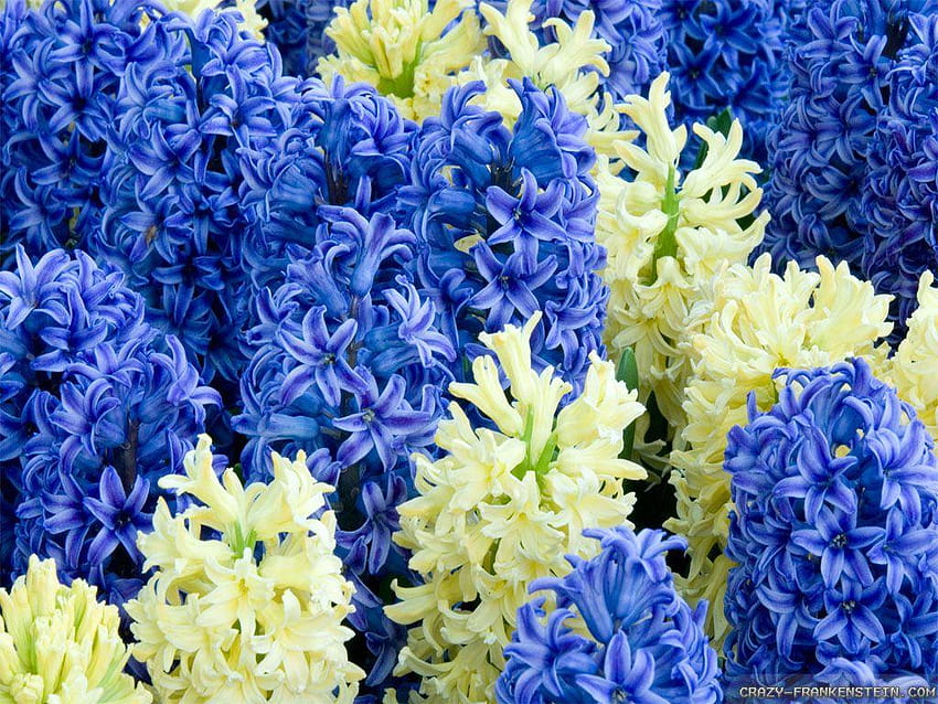 blue & white hyacinth, potted hyacinths HD wallpaper