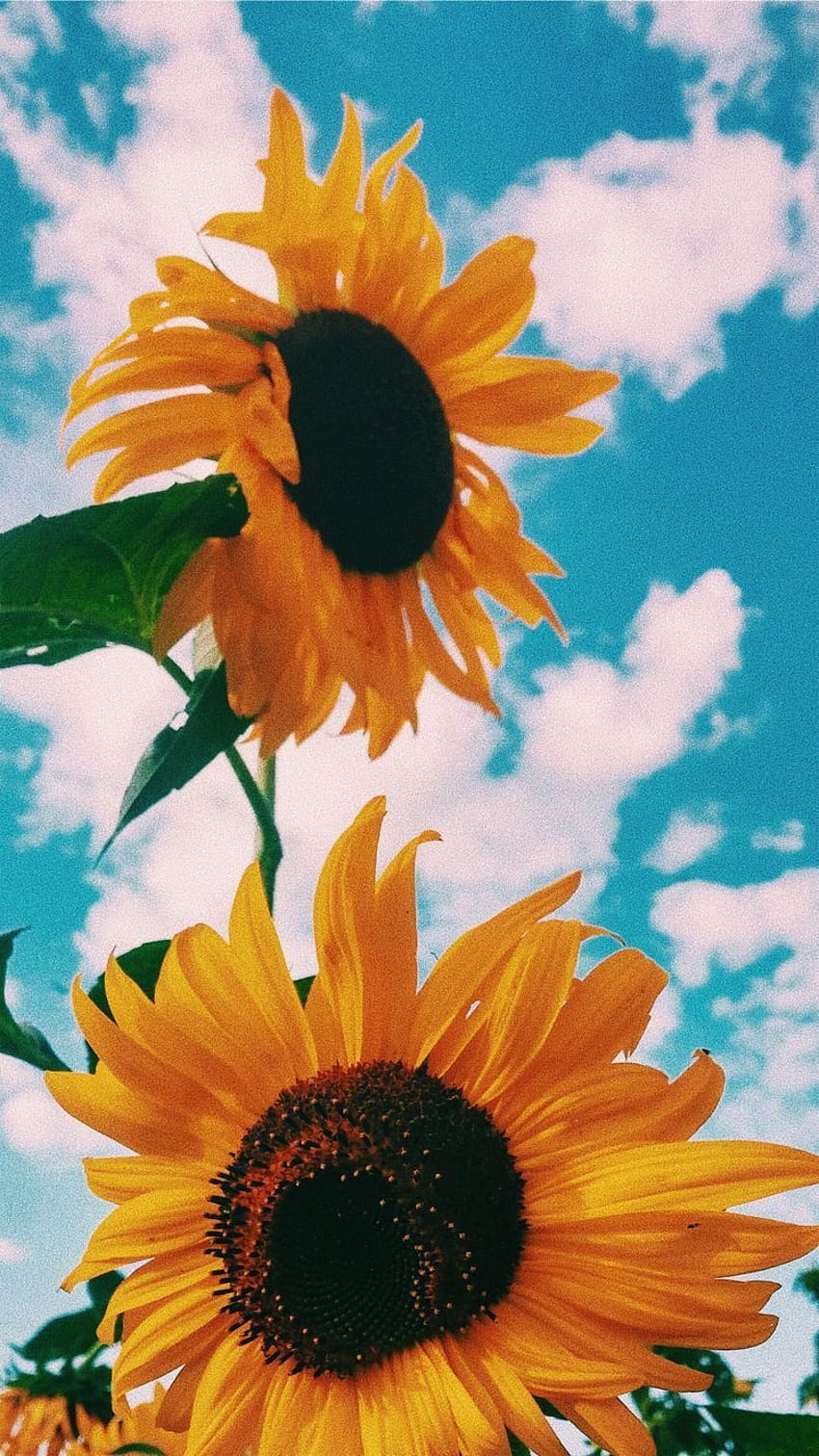 Jill Van De Velde on ɢᴏᴏᴅ ᴠɪʙᴇs, sunflower vans HD phone wallpaper | Pxfuel