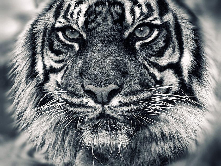 Бял тигър: Вземете най-висококачествен бял тигър, тигрово бяло HD тапет