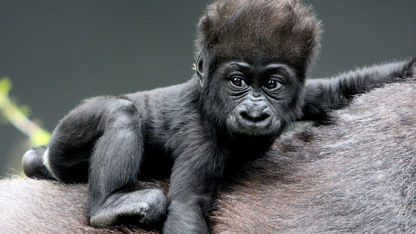 Gorillas for your or mobile screen and easy to HD wallpaper | Pxfuel