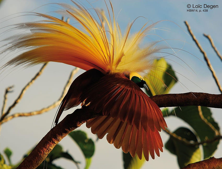 Fajny fioletowy i złoty rajski ptak Tapeta HD