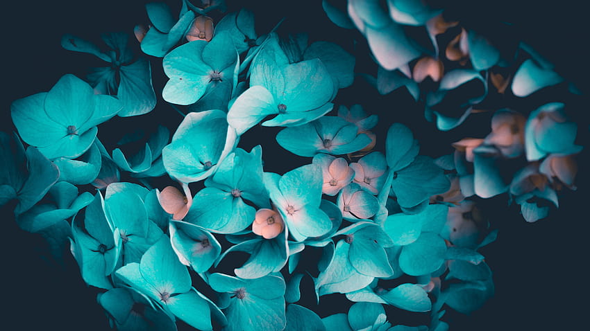 Niebieskie kwiaty, płatki, turkusowy, czarne tło, kwiaty Tapeta HD