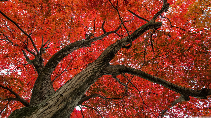 Japanese Maple, Late Autumn Scene Ultra Backgrounds for U TV : & UltraWide & Laptop : Multi Display, Dual Monitor : Tablet : Smartphone, japan autumn HD wallpaper