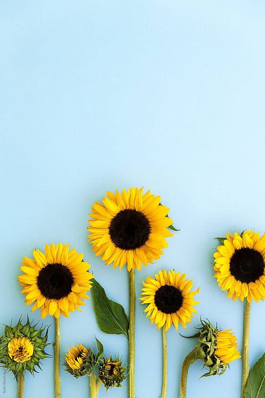 Sunflower Blue, common sunflower HD phone wallpaper