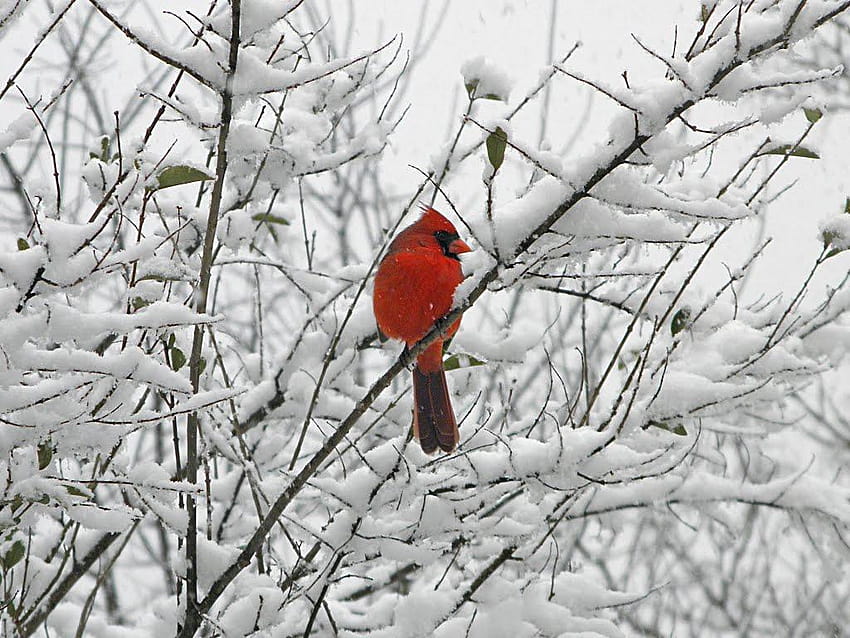 Snowy Whimsical Christmas Cardinal Bird Graphic · Creative Fabrica