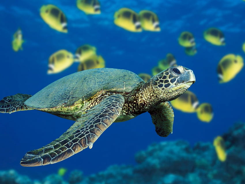 ocean, animals, fish, turtles, sea turtles, sealife ::, marine animals HD wallpaper