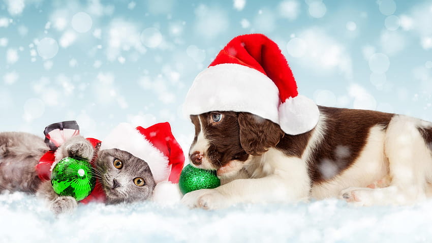 Christmas, New Year, snow, puppy, kitten, cute animals, Holidays, cute ...