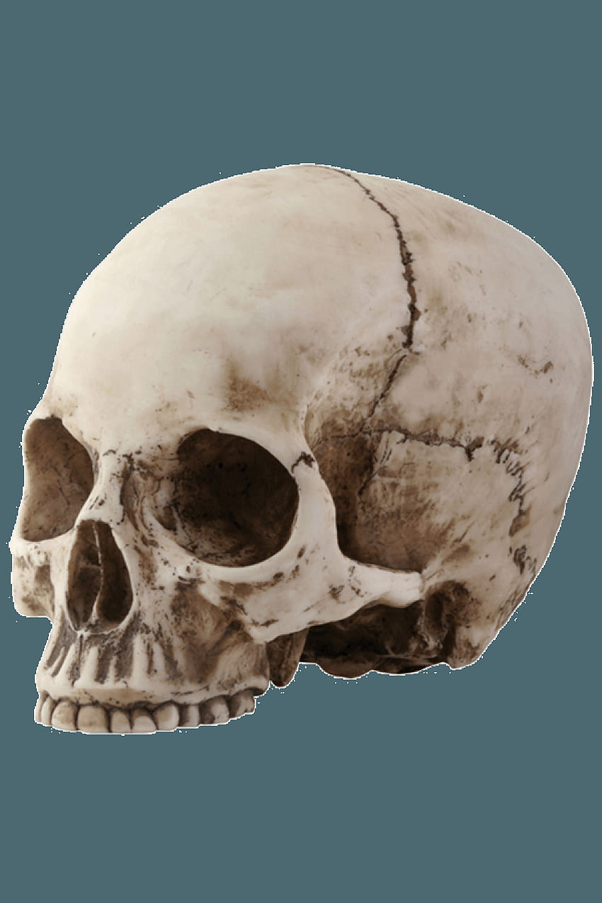 Skeleton Head PNG Transparent Skeleton Head.PNG ., skull heads background HD phone wallpaper