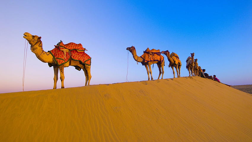 Раджастанска камила в пустинята HD тапет