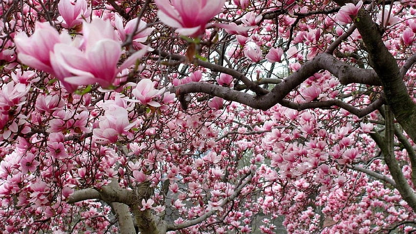 1366x768 Magnolia, kwiaty magnolii, drzewo magnolii i Tapeta HD