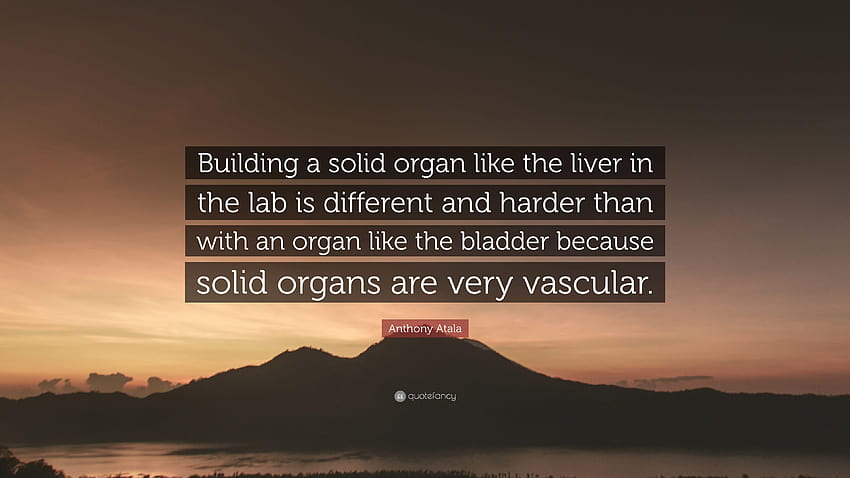 Цитат на Антъни Атала: „Изграждане на солиден орган като черния дроб HD тапет