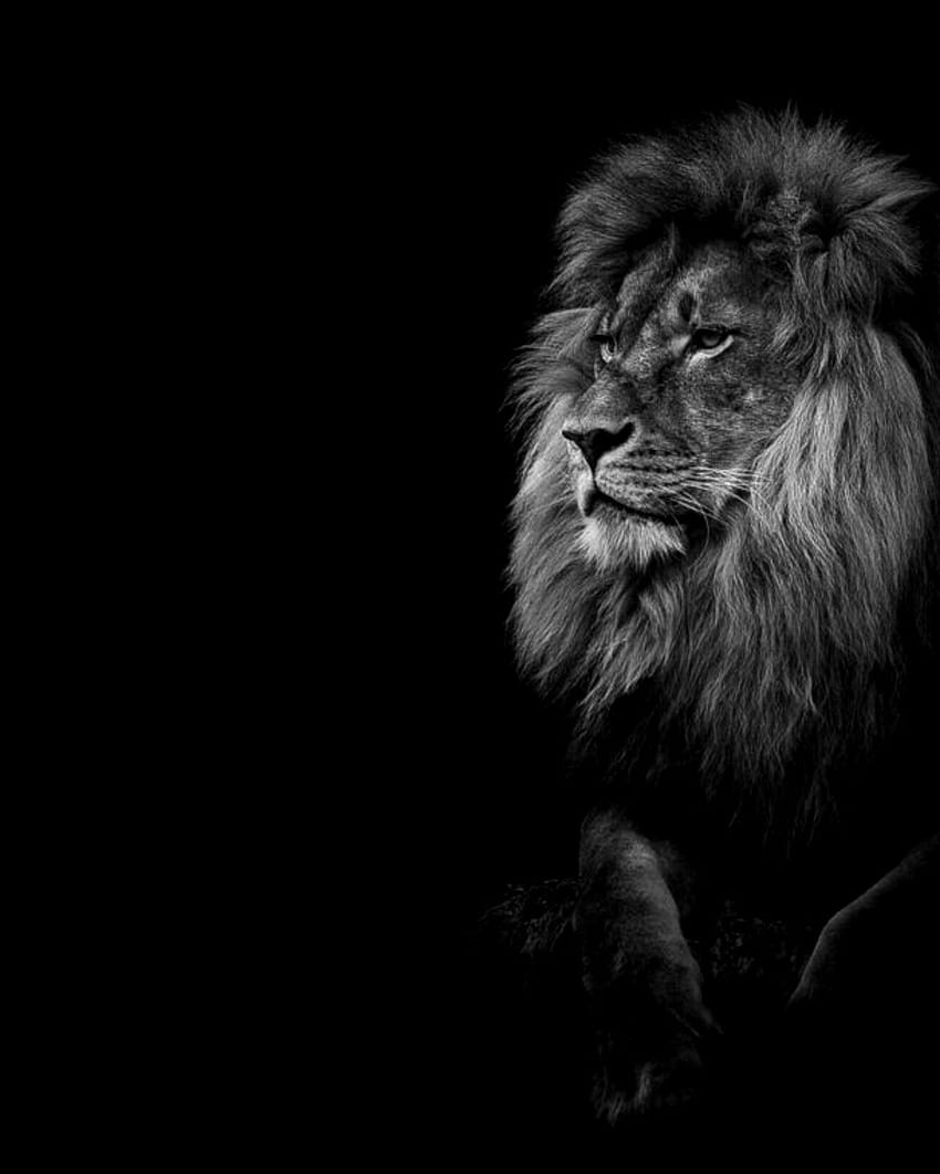 Black Iphone Lion, red and black lion HD phone wallpaper