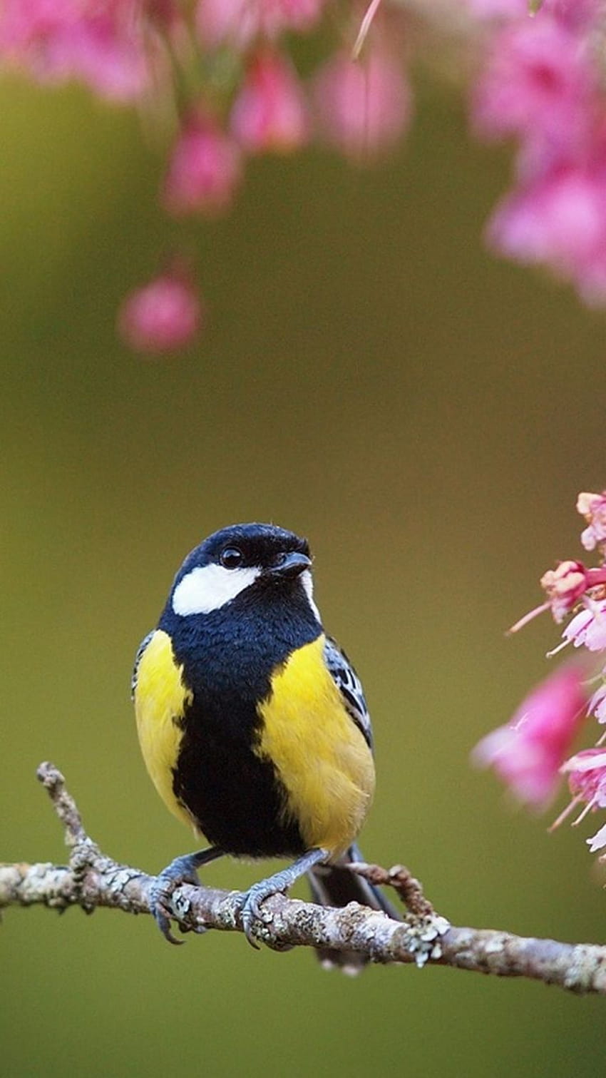 Beautiful Bird Cute Spring Check more at https://phonewallp/beautiful, spring bird HD phone wallpaper