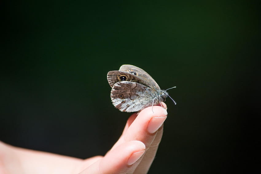 Eulen-Schmetterling auf menschlichem Finger · Lager, Fuchs und Schmetterling HD-Hintergrundbild