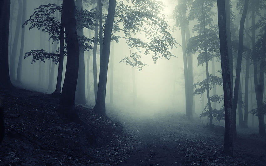 Dark Forest, misty forest path HD wallpaper