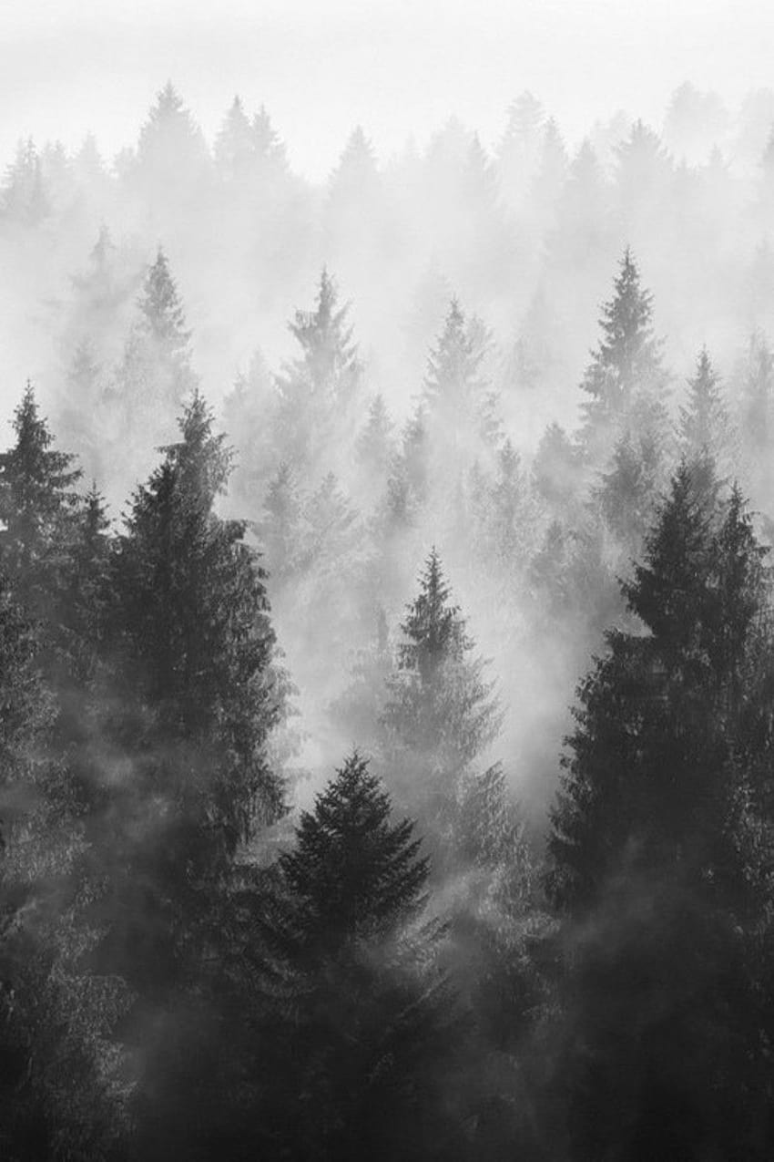 Random Inspiration 130, forêt brumeuse esthétique Fond d'écran de téléphone HD