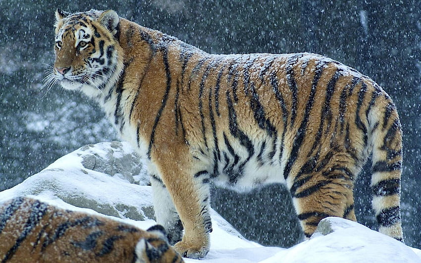 Tiger In The Snow สิงโตแก่และเสือโคร่ง วอลล์เปเปอร์ HD