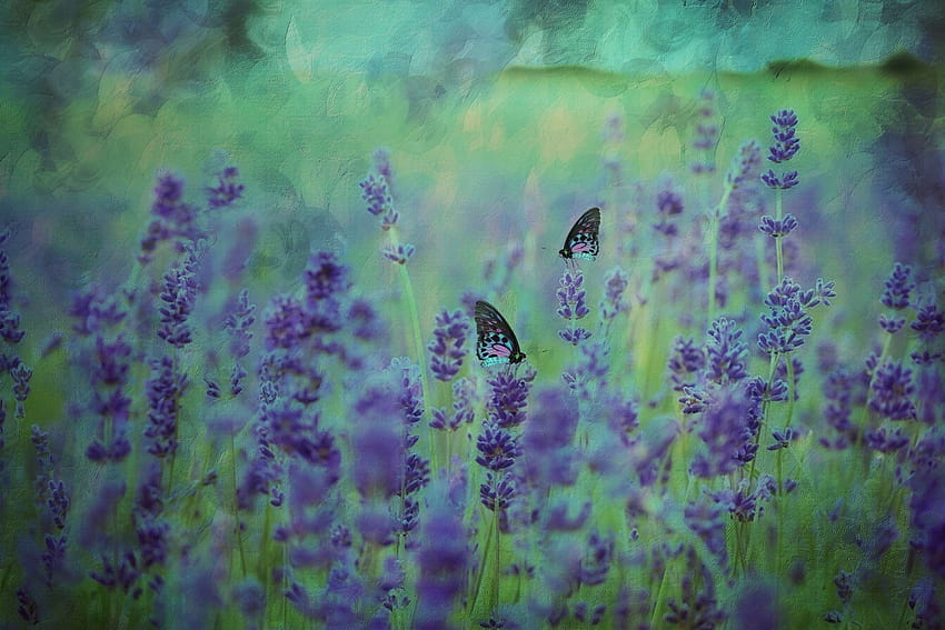 3089011 , floración, azul, mariposas, flores, lavanda y mariposas, verde fondo de pantalla