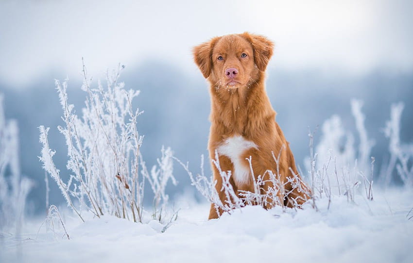 winter, frost, field, grass, look, snow, nature, dog, red, cute, puppy, sitting, light background, Retriever, twigs, blade , section собаки, cute winter puppy HD wallpaper
